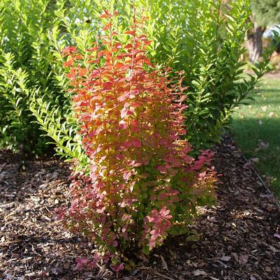 Berberis thunbergii Sunjoy Orange Pillar®
