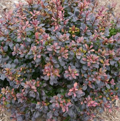 Berberis thunbergii Sunjoy Todo®