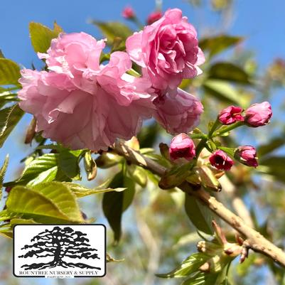 Prunus serrulata Kwanzan