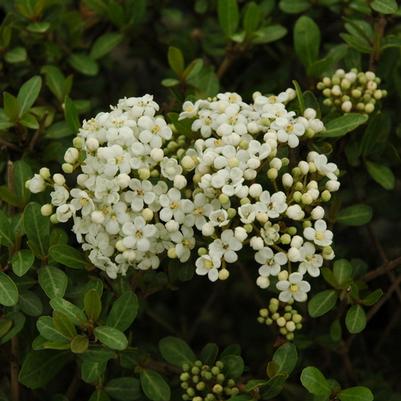 Viburnum obovatum Reifler's Dwarf