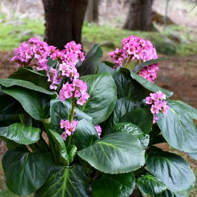 Bergenia Miss Piggy