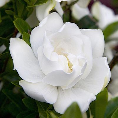 Gardenia jasminoides Jubilation™