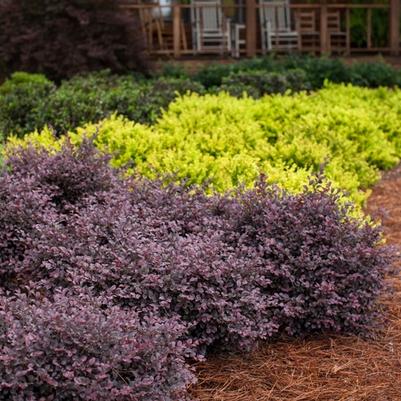 Loropetalum chinense var. rubrum Crimson Fire™