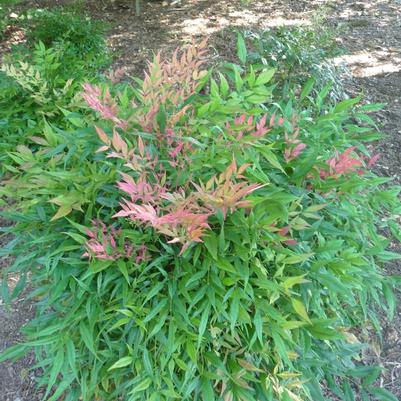 Nandina domestica Sunray®