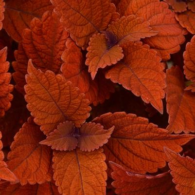 Coleus Inferno