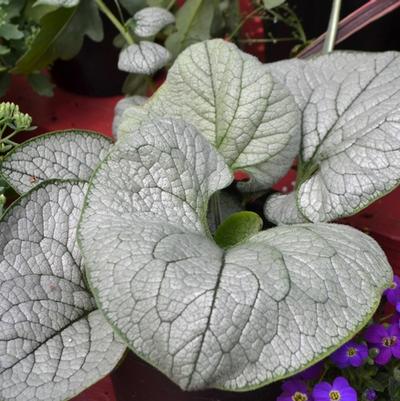 Brunnera macrophylla Sea Heart