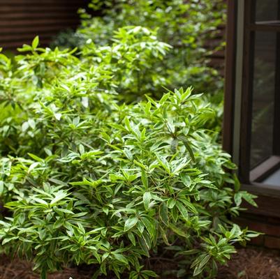 Illicium floridanum Pink Frost