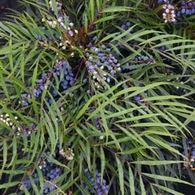 Mahonia confusa Indigo Flair™