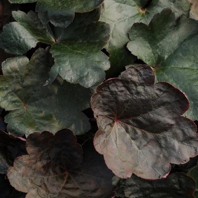 Heuchera Carnival Black Olive