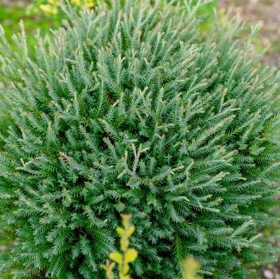 Thuja occidentalis Pancake™