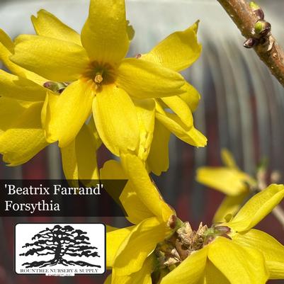 Forsythia x intermedia Beatrix Farrand