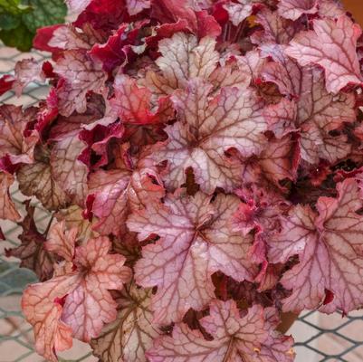 Heuchera Carnival Peach Parfait