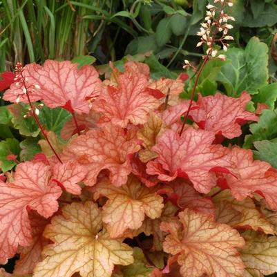Heuchera Paprika