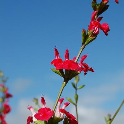 Salvia microphylla Hot Lips