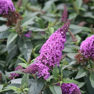 Buddleia Pugster Periwinkle®