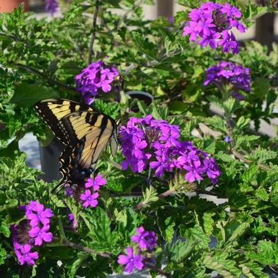 Verbena canadensis Homestead Purple