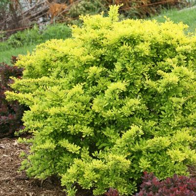 Berberis thunbergii Sunjoy Citrus®