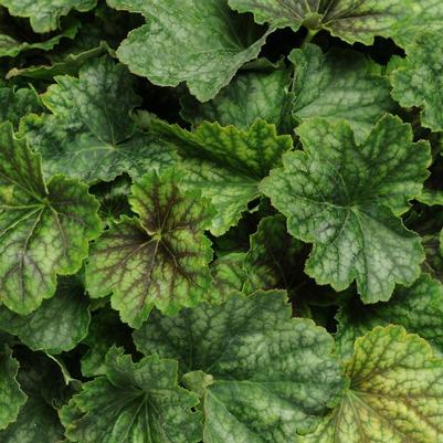 Heuchera Carnival Cocomint