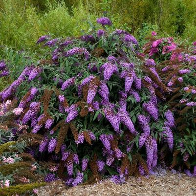 Buddleia Violet Cascade