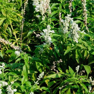 Salvia farinacea Evolution® White