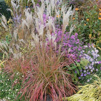 Miscanthus sinensis Little Miss