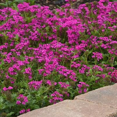 Verbena canadensis Homestead Hot Pink
