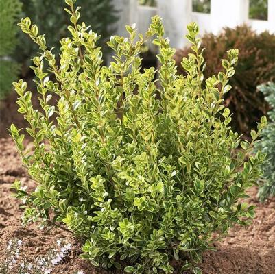 Buxus microphylla Golden Dream