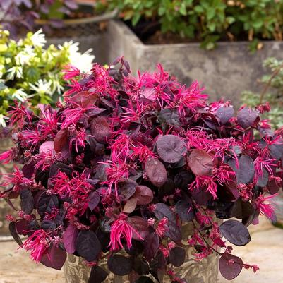 Loropetalum chinense Jazz Hands Bold™