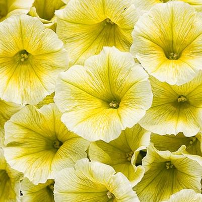 Petunia Supertunia® Limoncello®
