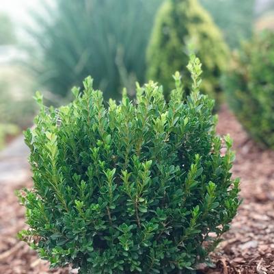 Buxus microphylla var. japonica Baby Jade™
