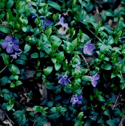 Vinca minor Bowles Cunningham