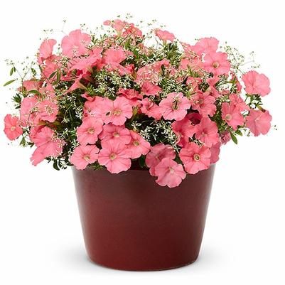 Petunia Supertunia® Bermuda Beach®
