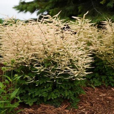 Aruncus Chantilly Lace