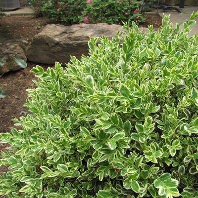 Buxus sempervirens Emerald Moon™