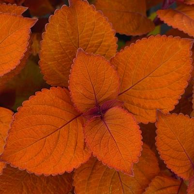 Coleus Campfire