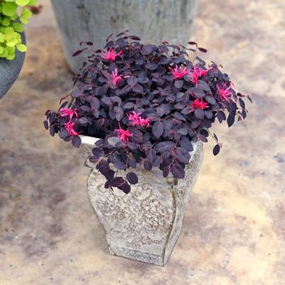 Loropetalum chinense Jazz Hands Mini®
