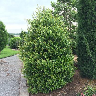 Prunus caroliniana Centre Court™