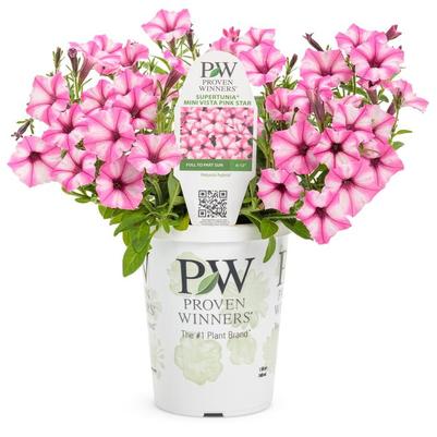 Petunia Supertunia® Mini Vista™ Pink Star