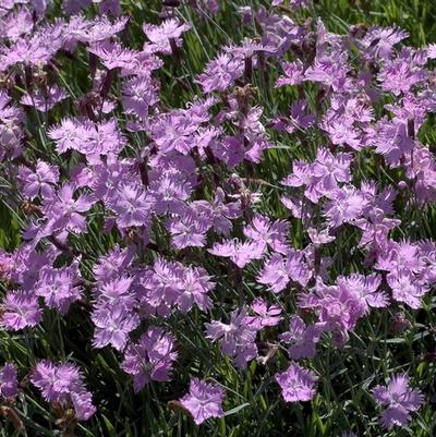 Dianthus Baths Pink