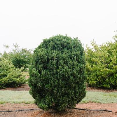 Ilex crenata Chubby Hubby™