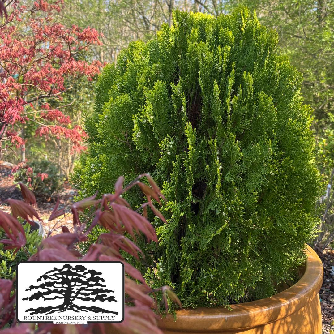 Thuja orientalis Morgan