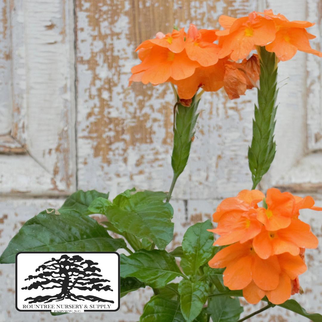 Crossandra infundibuliformis Orange Marmalade