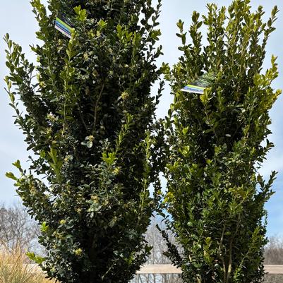Buxus sempervirens Green Tower®
