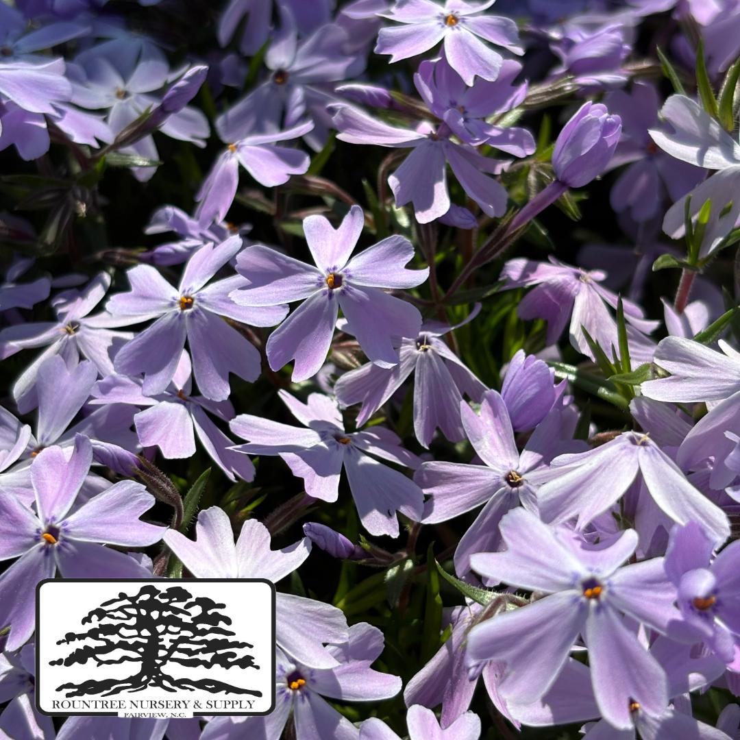 Phlox subulata Emerald Blue