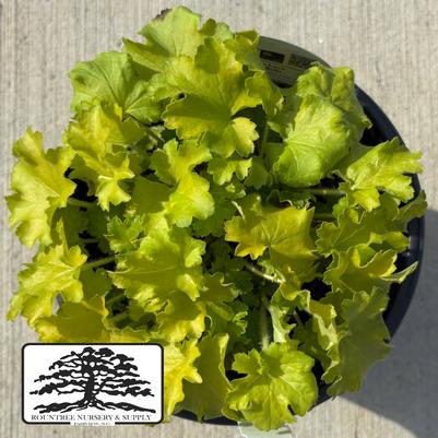 Heuchera Lemon Love
