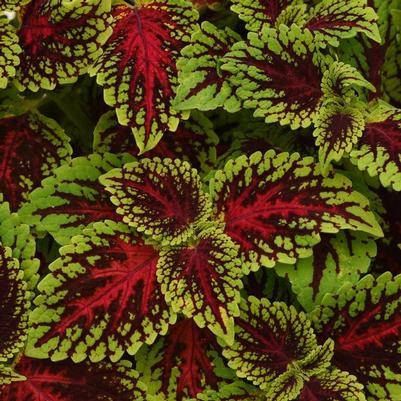 Coleus Dragon Heart