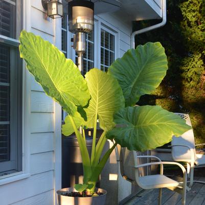 Alocasia macrorrhiza Odora