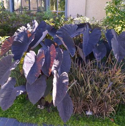 Colocasia esculenta Black Magic