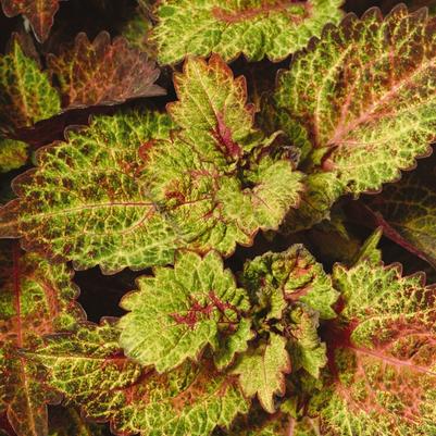 Coleus Indian Summer