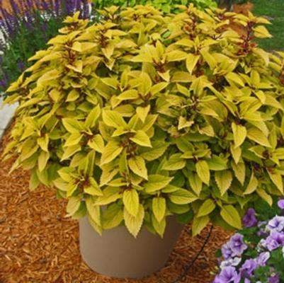 Coleus scutellarioides Pineapple